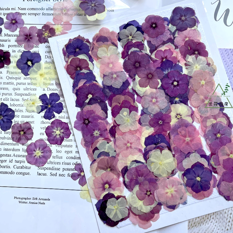 Resin Art Products - 12pcs,Semi-Transparent Niche Phlox Pressed Dried Flowers