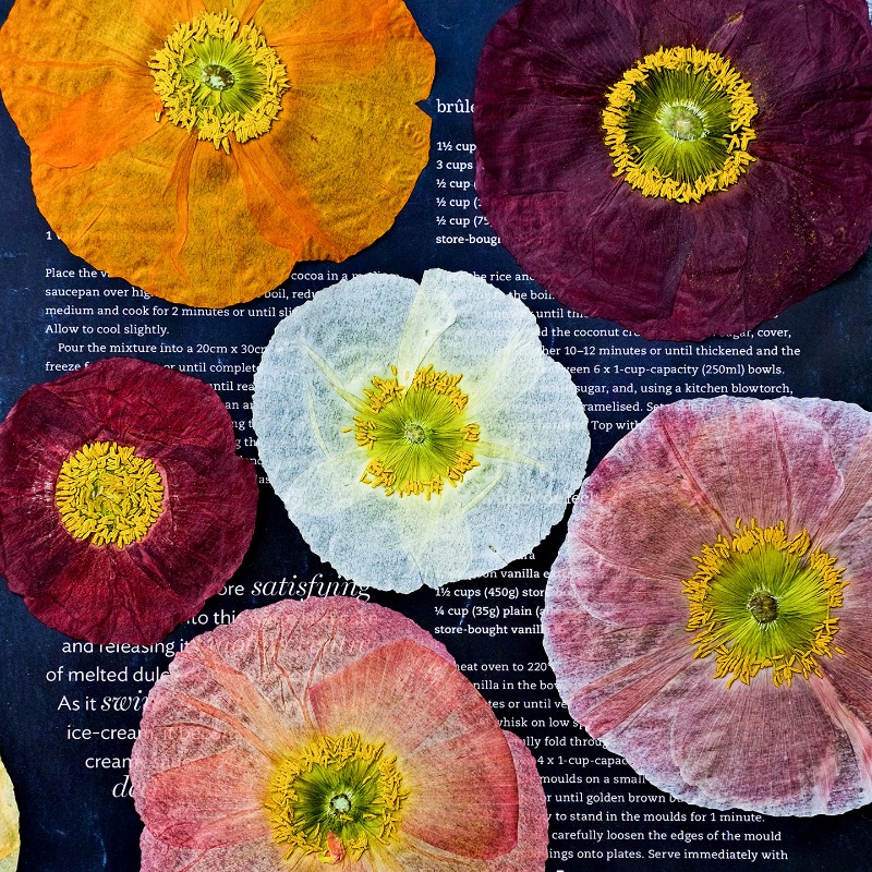 1pcs,Nature Field Poppy Presse - Resin Art Frame recensie en prijs