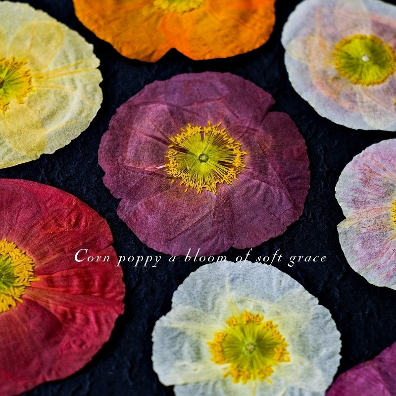 1pcs,Nature Field Poppy Presse - Resin Art Frame recensie en prijs