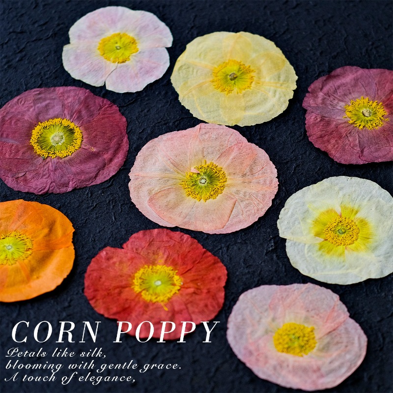 1pcs,Nature Field Poppy Presse - Resin Art Frame recensie en prijs