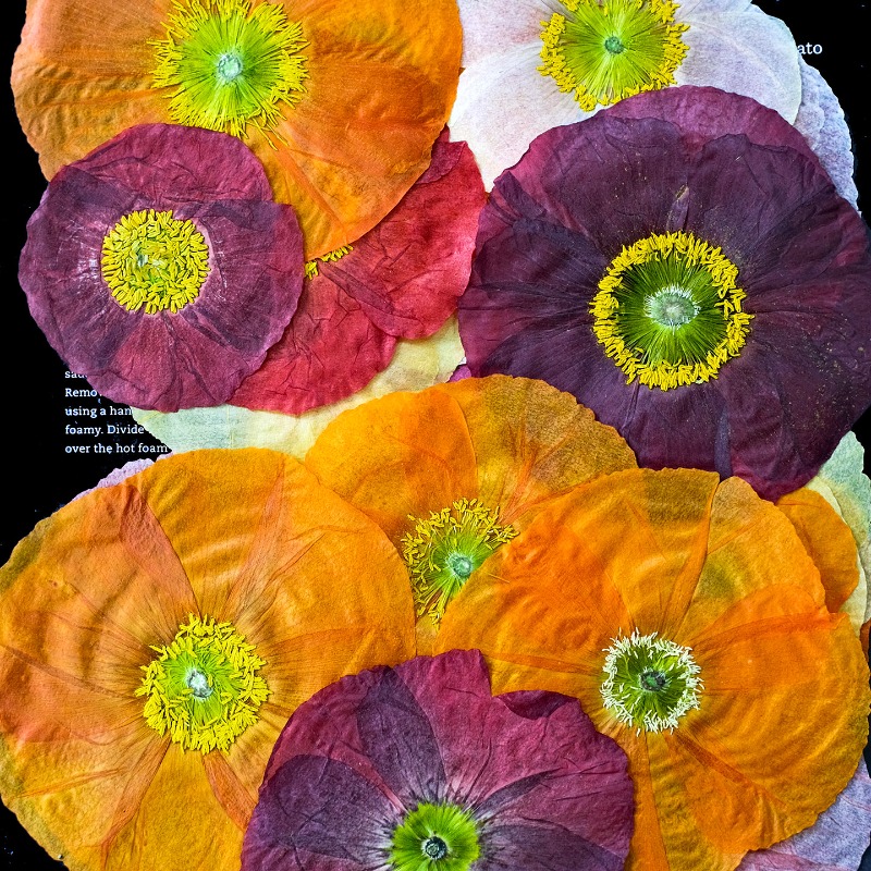 1pcs,Nature Field Poppy Presse - Resin Art Frame recensie en prijs