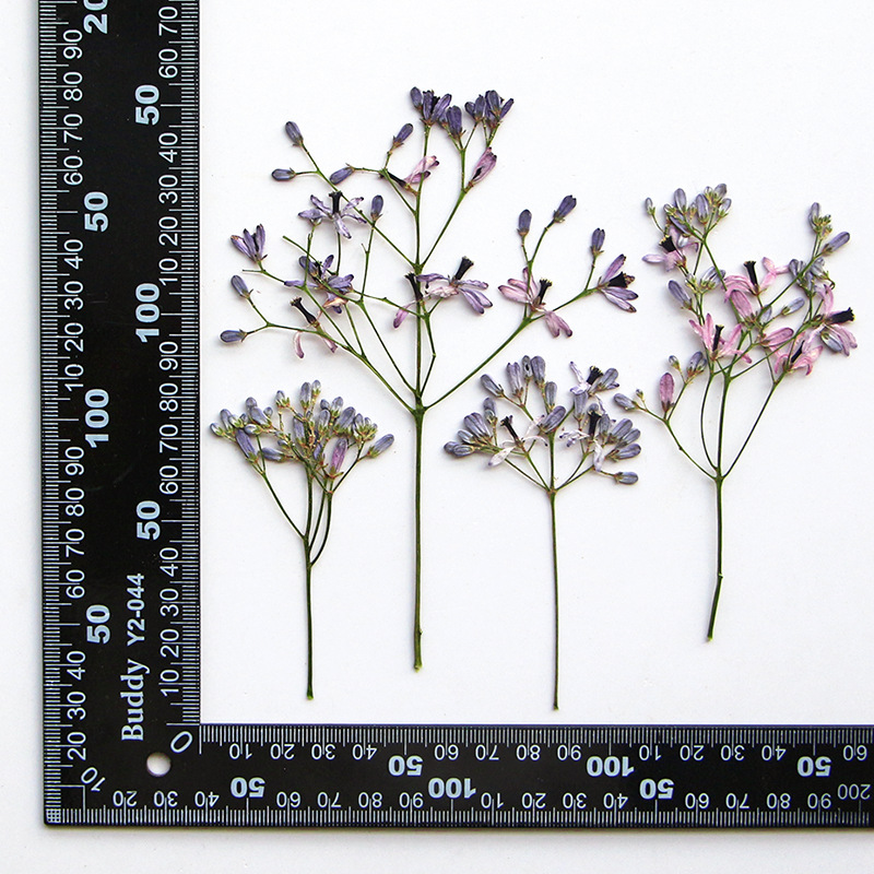 60Pcs Neem Tree Flower Branche - Resin Art Frame recensie en prijs