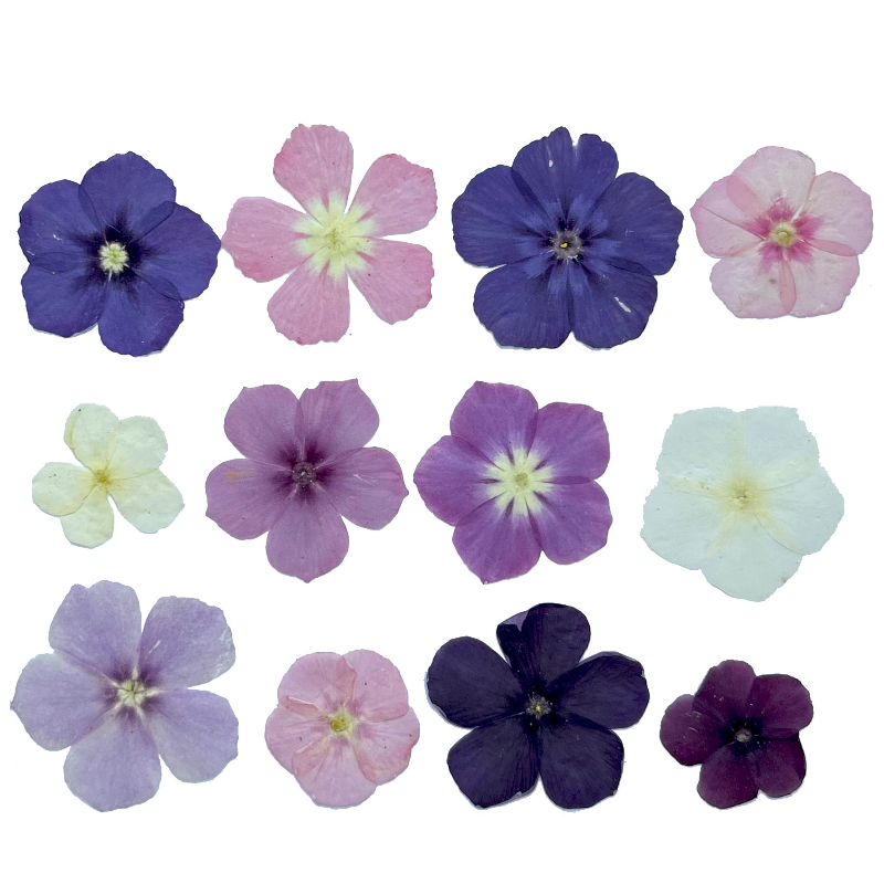 12pcs,Semi-Transparent Niche P - Resin Art Products recensie en prijs